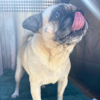 Humpy Dumpy -  Pug Dog for Adoption in League City, Texas - Humpy Dumpy | PetCurious
