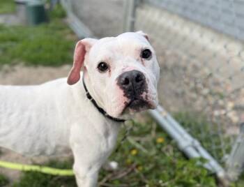 Boxer and Mixed Breed Dogs Available for Adoption in Omaha, Nebraska - OCEAN | PetCurious