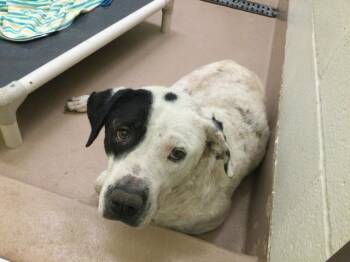 A1922017 -  Pit Bull Terrier Dog for Adoption in Thousand Palms, California - A1922017 | PetCurious
