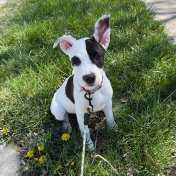 Pit Bull Terrier and Labrador Retriever Dogs Available for Adoption in Kansas City, Missouri - Pearl | PetCurious
