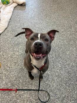 Pit Bull Terrier Dogs Available for Adoption - Sweetie Pie | PetCurious