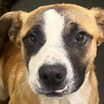 Hound Dogs Available for Adoption - Meatball | PetCurious