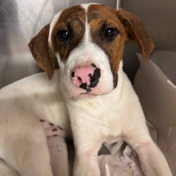 Rescue Mixed Breed Dogs for Adoption in Parrish, Alabama - Clyde | PetCurious