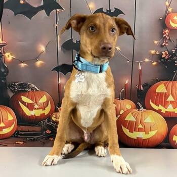 Rescue Hound Dogs for Adoption in Albany, New York - Uncle Fester | PetCurious