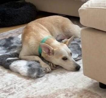 Rescue Shepherd Dogs for Adoption in Sadler, Texas - Rosie | PetCurious