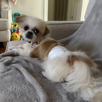 Pekingese and Mixed Breed Dogs Available for Adoption in Helena, Alabama - Auggie | PetCurious