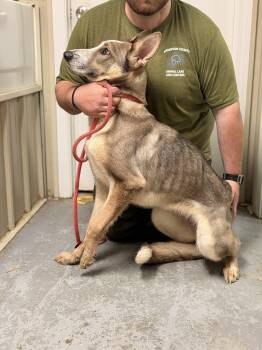 German Shepherd Dog Dogs Available for Adoption - Panda | PetCurious