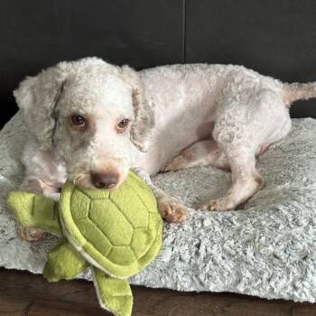 Poodle Dogs Available for Adoption in Thompson