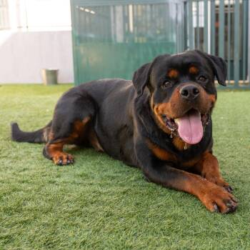 Broadus -  Rottweiler Dog for Adoption in Pasadena, California - Broadus | PetCurious