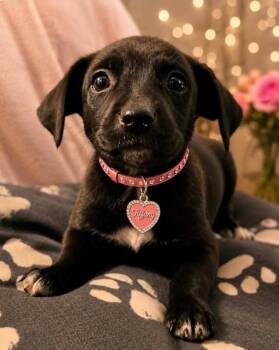 Labrador Retriever and Terrier Dogs Available for Adoption in El Dorado, Arkansas - Tiffany | PetCurious