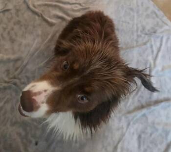 Lala/Pandora -  Australian Shepherd Dog for Adoption in Dalworthington Gardens, Texas - Lala/Pandora | PetCurious