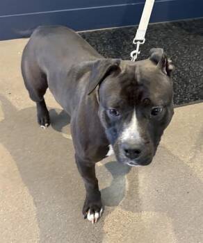 SHUG -  Pit Bull Terrier and Mixed Breed Dog for Adoption in Minneapolis, Minnesota - SHUG | PetCurious