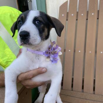 Cindy -  Husky and Mastiff Dog for Adoption in Sonora, California - Cindy | PetCurious