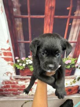 Rottweiler and Labrador Retriever Dogs Available for Adoption in San Bernardino, California - CLARA | PetCurious