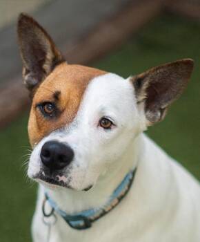 Lawler -  Terrier Dog for Adoption in Encinitas, California - Lawler | PetCurious