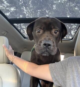 Labrador Retriever Dogs Available for Adoption in Houston, Texas - Jonas | PetCurious