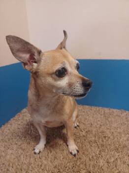 Tinker -  Chihuahua and Rat Terrier Dog for Adoption in Barnesville, Georgia - Tinker | PetCurious
