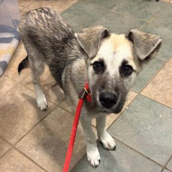 Klondike -  Mixed Breed Dog for Adoption in Chattanooga, Tennessee - Klondike | PetCurious
