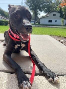 Rescue Mixed Breed Dogs for Adoption in Daytona Beach, Florida - Shimo - P | PetCurious