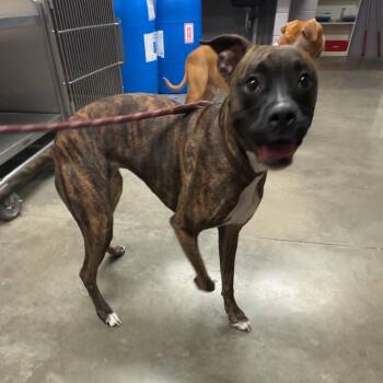 Zoi -  Boxer Dog for Adoption in Manhattan, Kansas - Zoi | PetCurious
