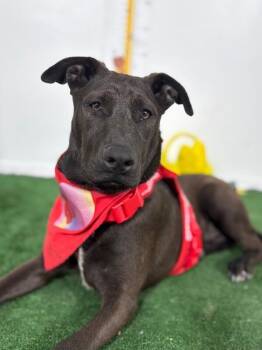 Mountain Cur and Belgian Shepherd Malinois Dogs Available for Adoption in Carlsbad, California - Belle | PetCurious