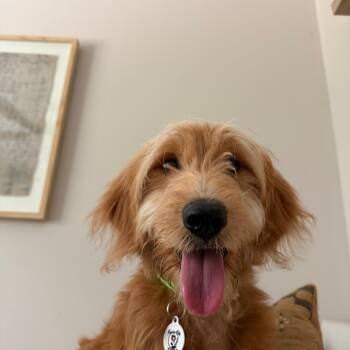Della -  Poodle and Golden Retriever Dog Available for Adoption in Raleigh, North Carolina - Della | PetCurious