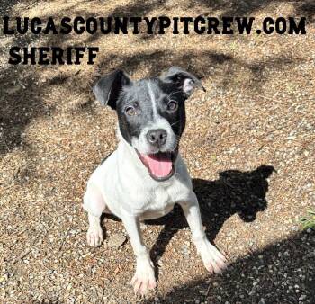 Sheriff -  Jack Russell Terrier and Rat Terrier Dog for Adoption in Toledo, Ohio - Sheriff | PetCurious