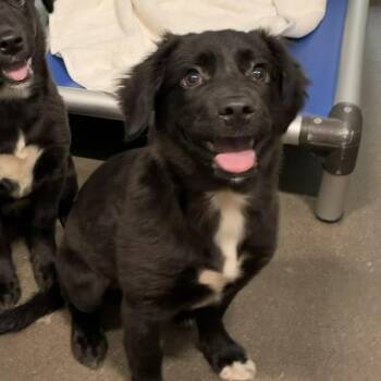 Hope -  Black Labrador Retriever and Australian Shepherd Dog for Adoption in Cedarburg, Wisconsin - Hope | PetCurious