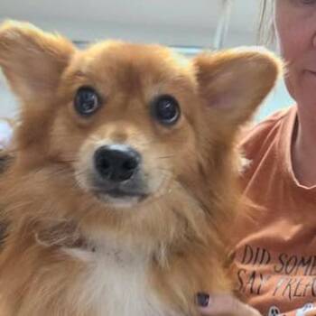 Gulliver -  Pomeranian and Chihuahua Dog for Adoption in Fredericksburg, Virginia - Gulliver | PetCurious