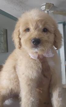 Holly -  Maltipoo Dog for Adoption - Holly | PetCurious