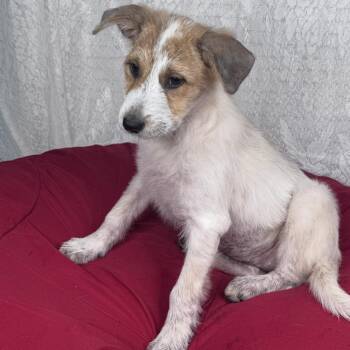Jack Russell Terrier and Australian Shepherd Dogs Available for Adoption in Atlanta, Texas - Zella | PetCurious