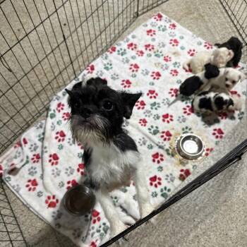 Phyllis -  Jack Russell Terrier and Mixed Breed Dog for Adoption in West Chester, Pennsylvania - Phyllis | PetCurious