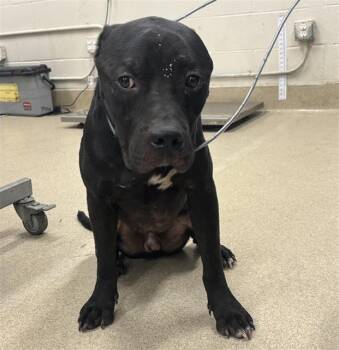 BISHOP -  American Staffordshire Terrier and Mixed Breed Dog for Adoption in Grand Prairie, Texas - BISHOP | PetCurious