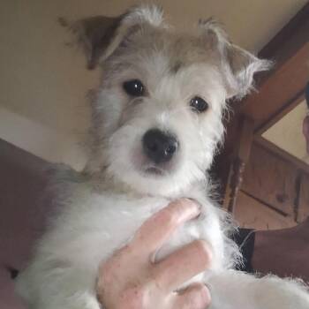 Scrappy -  Schnauzer and Terrier Dog for Adoption in Overland Park, Kansas - Scrappy | PetCurious