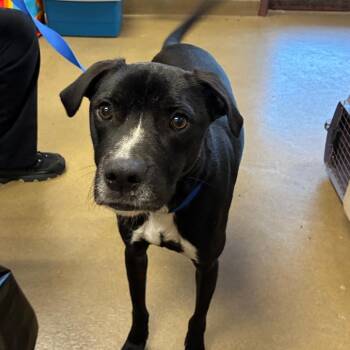 Rolo -  Terrier and Mixed Breed Dog for Adoption in San Antonio, Texas - Rolo | PetCurious