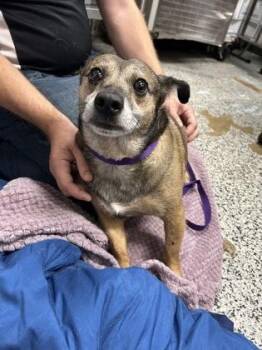 Albert -  Mixed Breed Dog for Adoption in West Chester, Pennsylvania - Albert | PetCurious