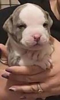 Rescue Pit Bull Terrier Dogs for Adoption in Binghamton, New York - Bugs | PetCurious