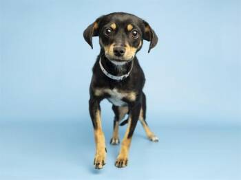 Miniature Pinscher and Mixed Breed Dogs Available for Adoption in Phoenix, Arizona - BROOKE | PetCurious