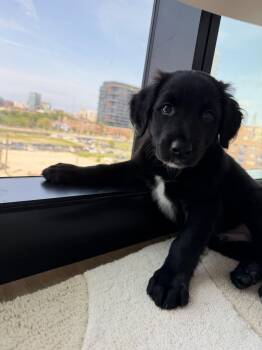 Gorilla (#333) -  Border Collie and Retriever Dog for Adoption in Twin Lakes, Wisconsin - Gorilla (#333) | PetCurious