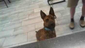 A1269595 -  Mixed Breed Dog for Adoption in Charlotte, North Carolina - A1269595 | PetCurious