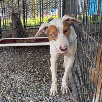 GYPSY -  Border Collie and Mixed Breed Dog for Adoption in Tulsa, Oklahoma - GYPSY | PetCurious
