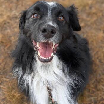 Border Collie Dogs Available for Adoption - Michael | PetCurious