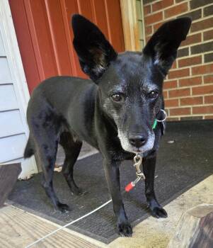 Rescue Cattle Dog and Pug Dogs for Adoption in Wadsworth, Ohio - Audrey | PetCurious