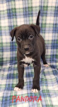 Rescue German Shepherd Dog Dogs for Adoption in Momence, Illinois - Pandora | PetCurious