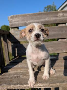 Eloise -  Chihuahua and Terrier Dog for Adoption in Minneapolis, Minnesota - Eloise | PetCurious