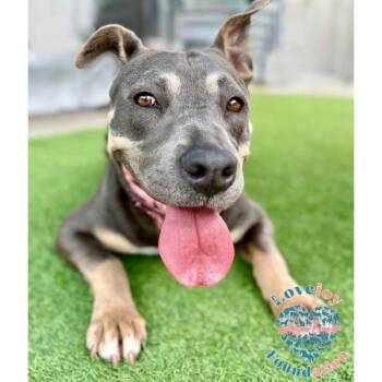 Jeffrey COH -  Pit Bull Terrier Dog for Adoption in Inglewood, California - Jeffrey COH | PetCurious