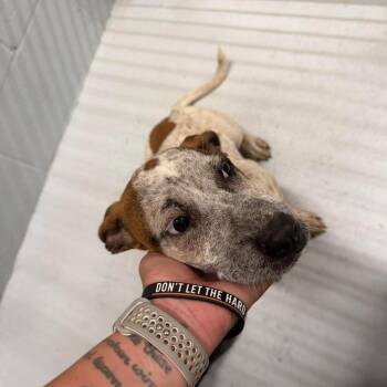 Australian Cattle Dog Blue Heeler Dogs Available for Adoption in Austin, Texas - Amy | PetCurious