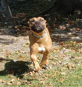 Rescue Black Mouth Cur Dogs for Adoption in Slidell, Louisiana - Hallow | PetCurious