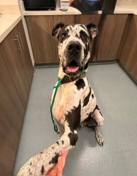 Great Dane Dogs Available for Adoption in Baytown, Texas - MOOSE | PetCurious