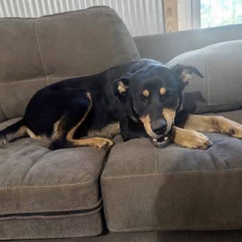 Rescue Rottweiler Dogs for Adoption in Brewton, Alabama - Brandon | PetCurious